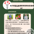 哥斯大黎加 音樂家 莫札特